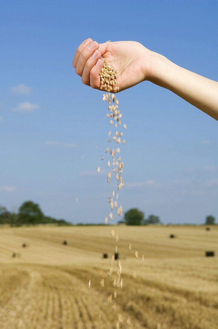 Person spilling grains of wheat