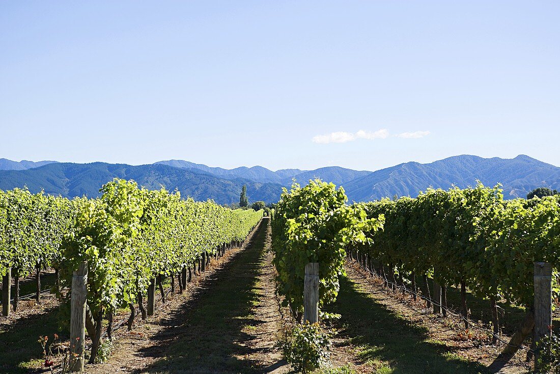 Marlborough, vinyards near Blenheim