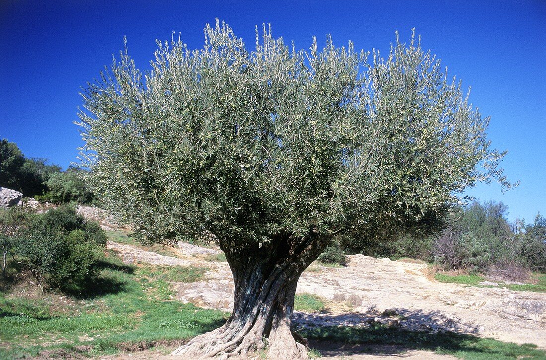 Alte Olivenbäume, Pont du Gard, Remoulins, Frankreich