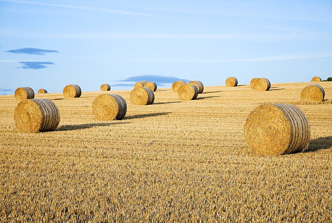 hay field in the straw