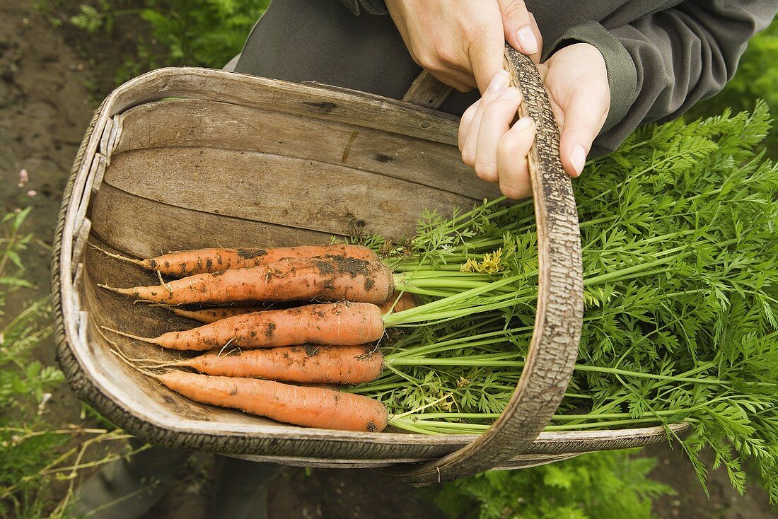 A basket of freshly harvested carrots