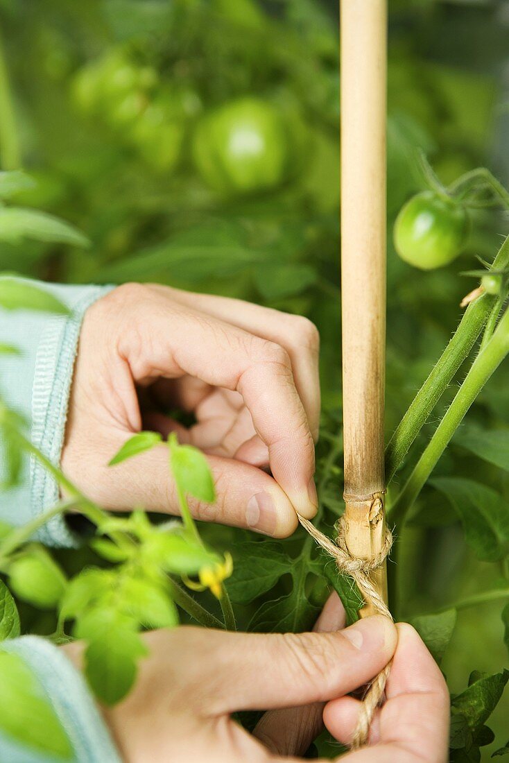 A tomato plant being tied to a cane