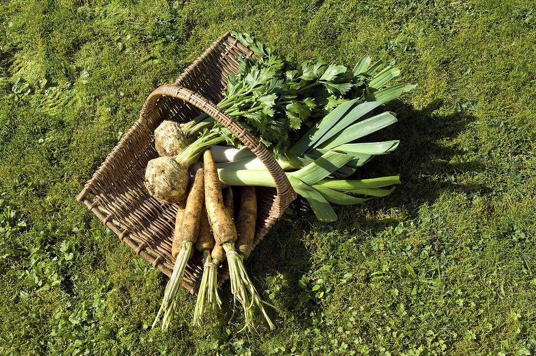 Freshly harvested vegetables in a basket