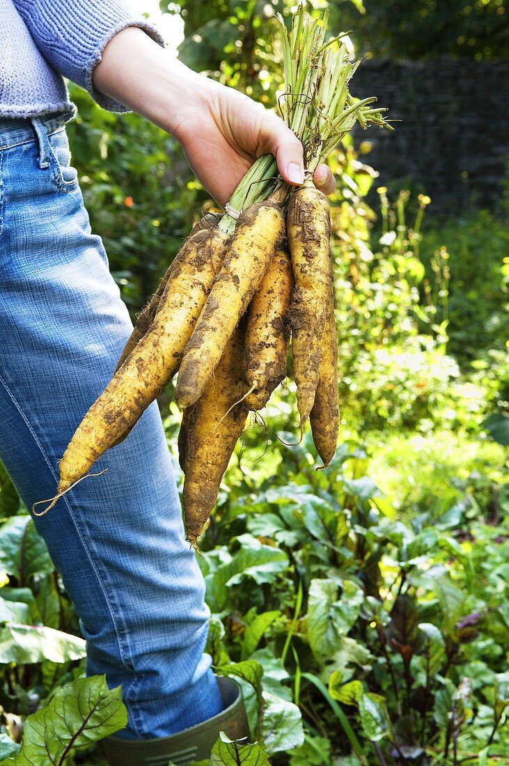 A woman holding freshly harvested carrots