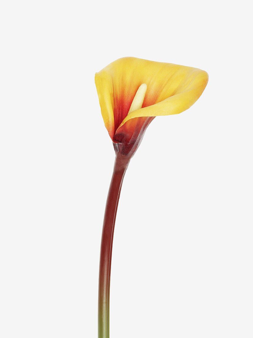 Yellow calla lily (Zantedeschia aethiopica)