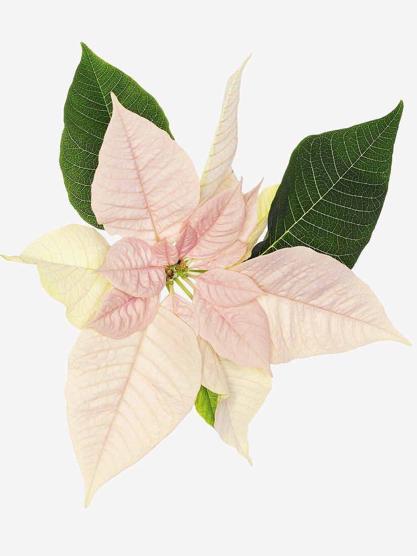 A pink poinsettia