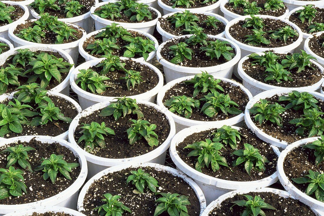 Pots of New Guinea impatiens 'Fanfare blush'