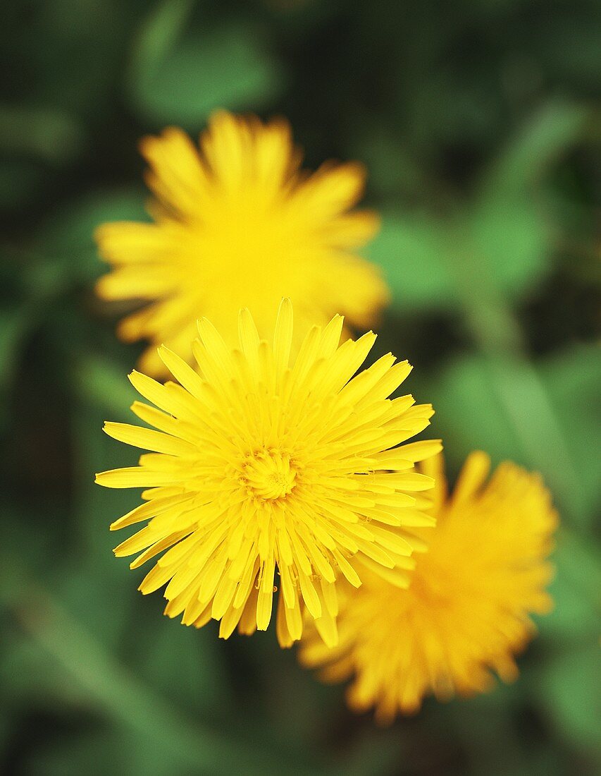 Dandelion