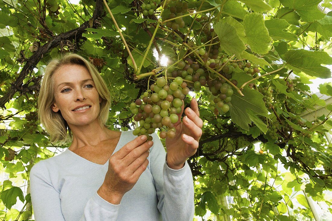 A woman inspecting green grapes on the vine