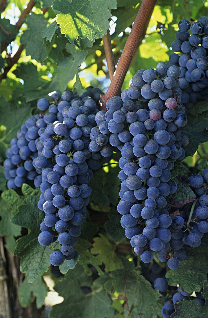 Cabernet sauvignon grapes on a vine