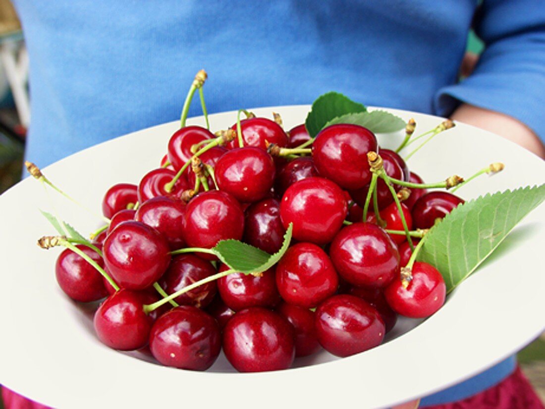 Hand holding plate of red cherries