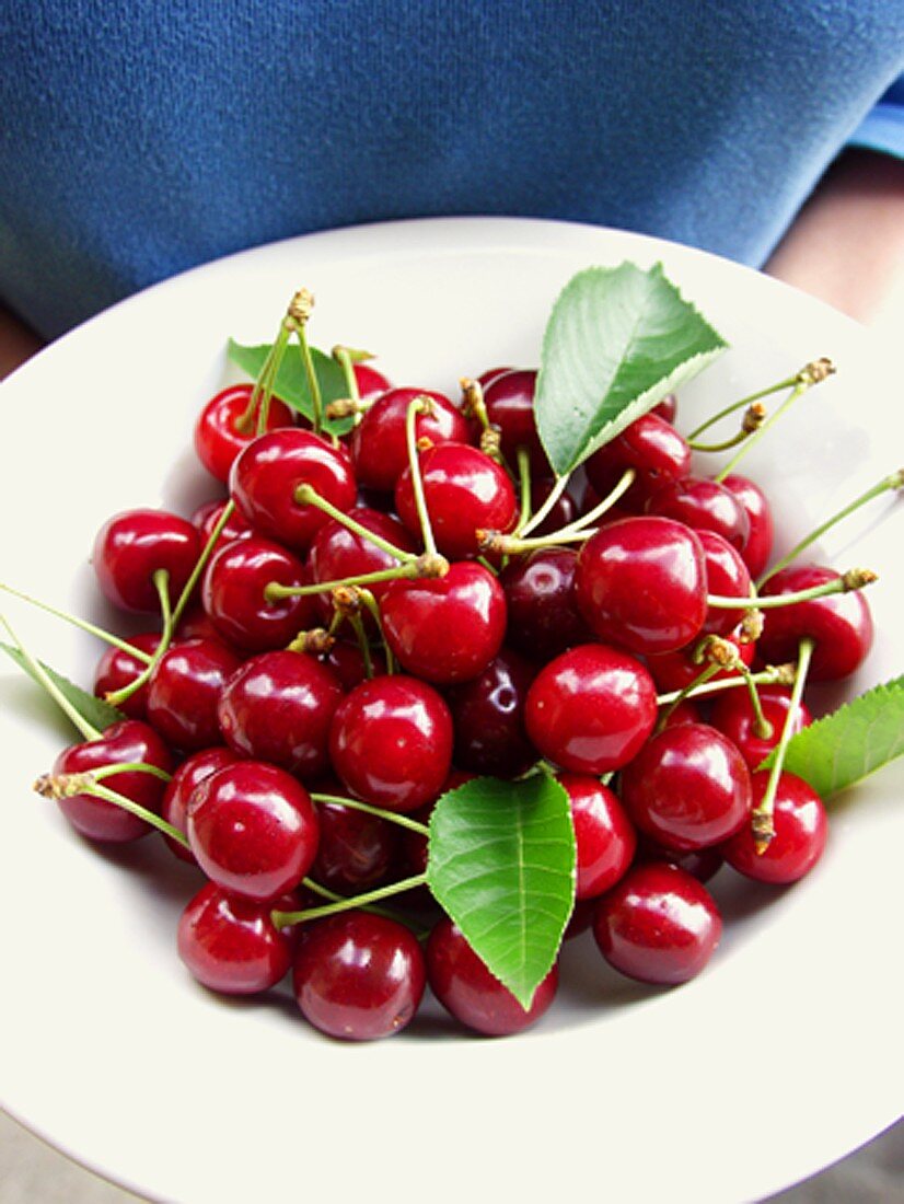 Hands holding plate of cherries