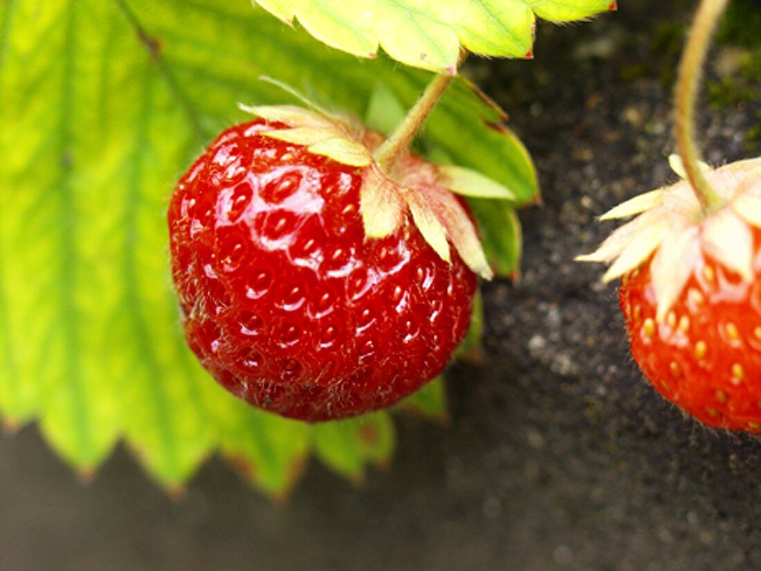 Erdbeeren an der Pflanze