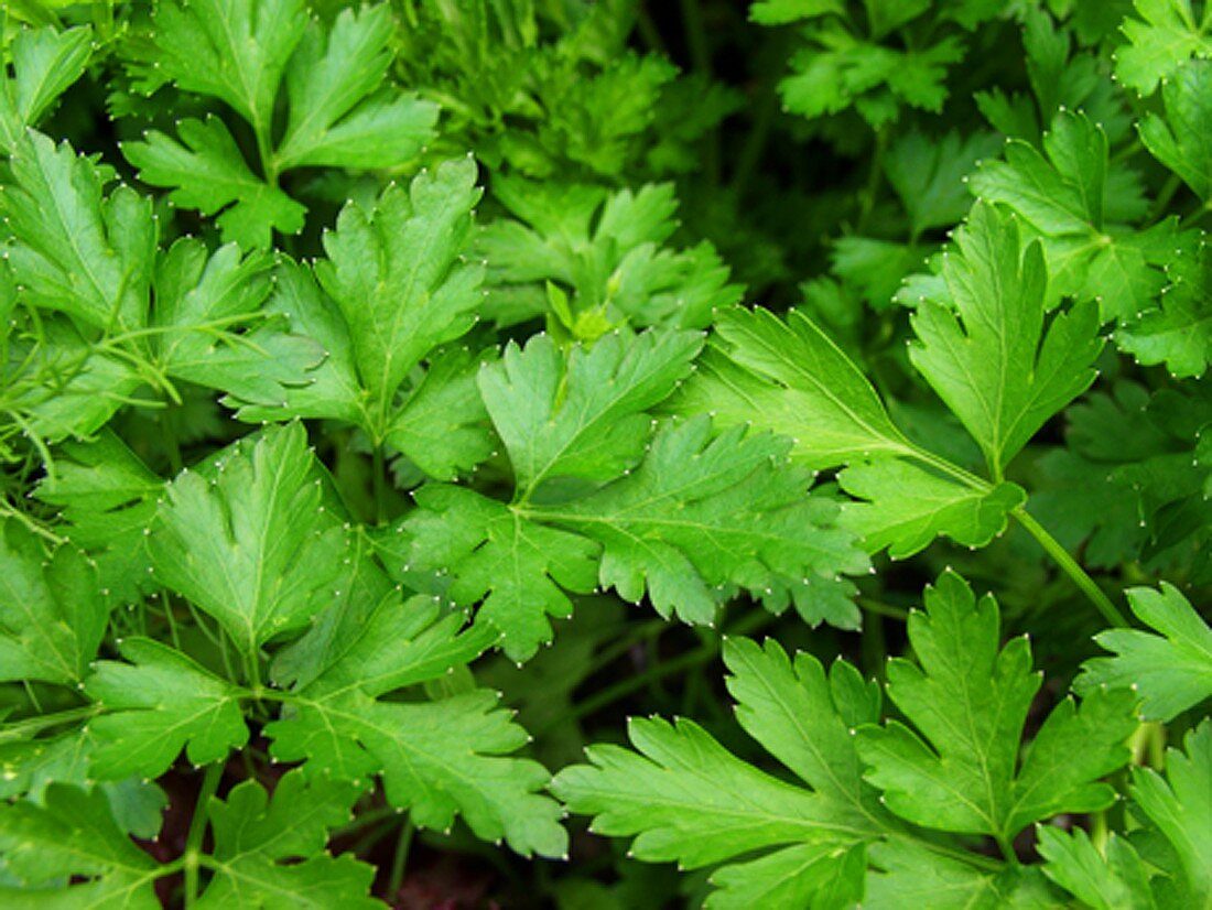 Fresh parsley (close-up)