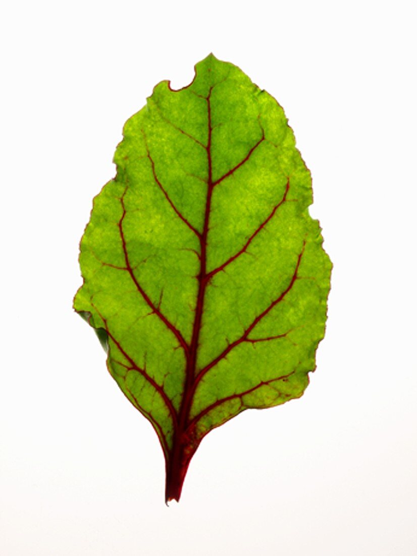 Young beetroot leaf