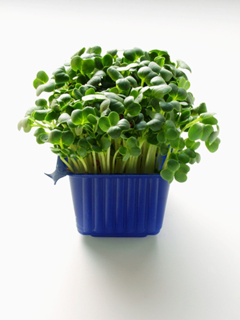 Japanese Daikon cress in plastic punnet