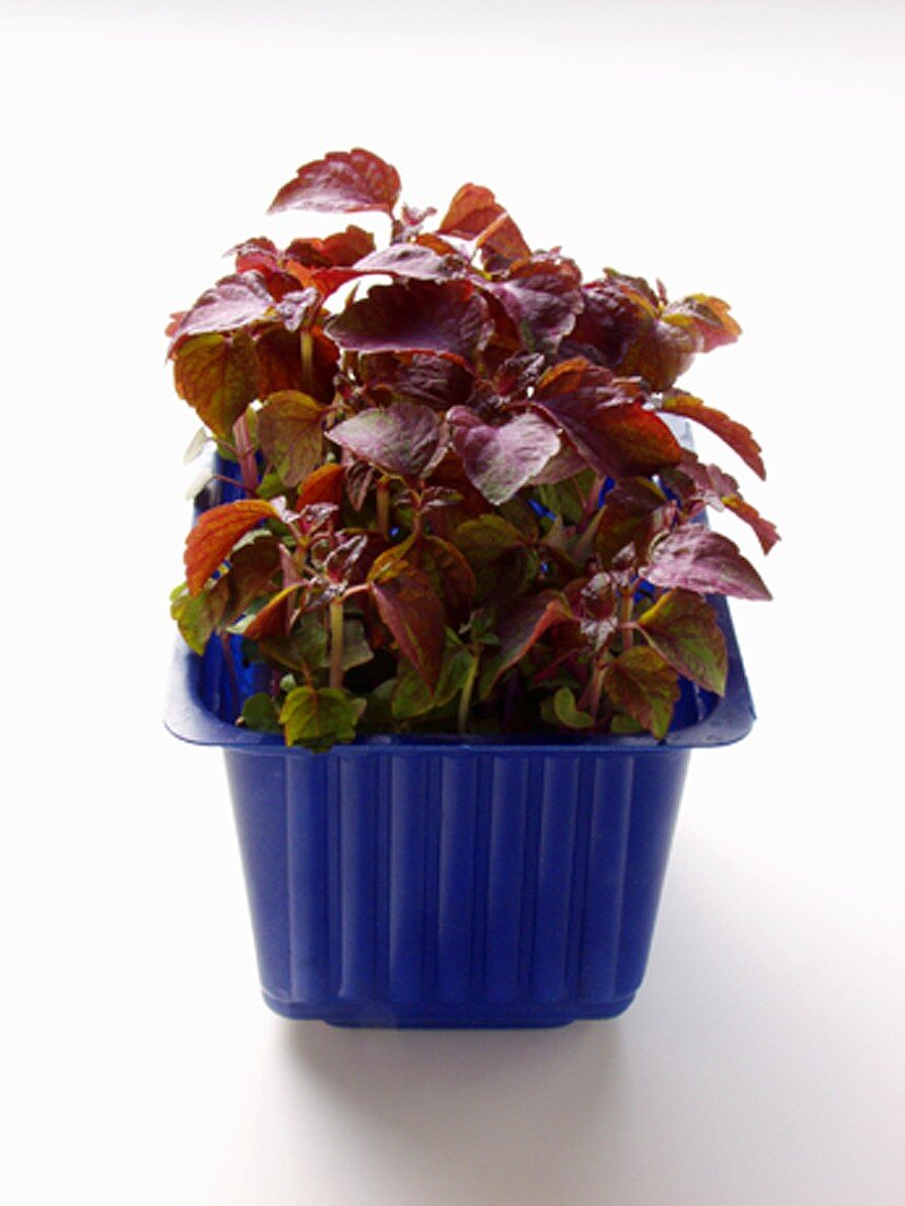 Japanese Daikon cress in plastic punnet