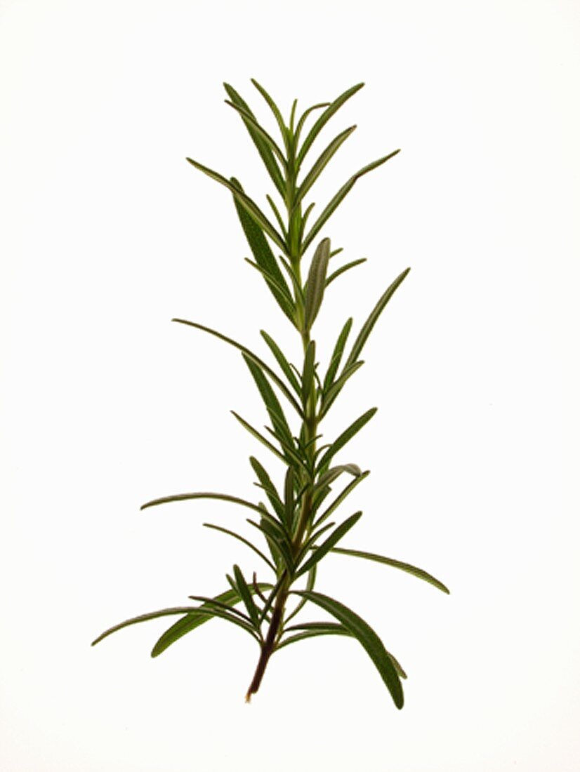 Rosemary