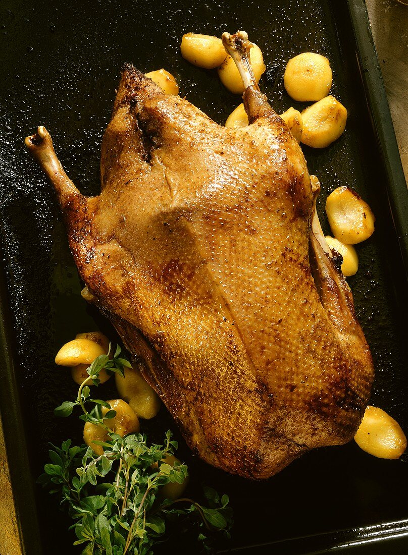 Roast goose with apple and herb stuffing
