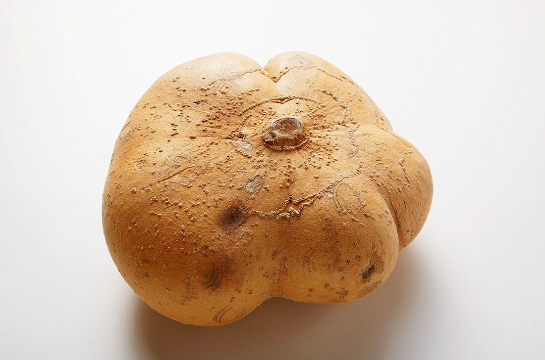 A Mexican turnip (Jicama)