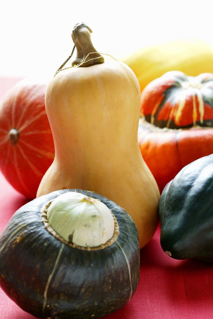 Squash still life with butternut squash