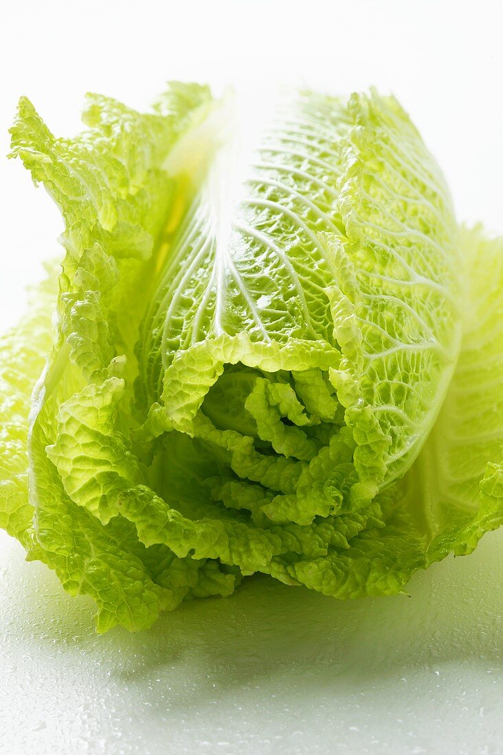 Fresh Chinese cabbage