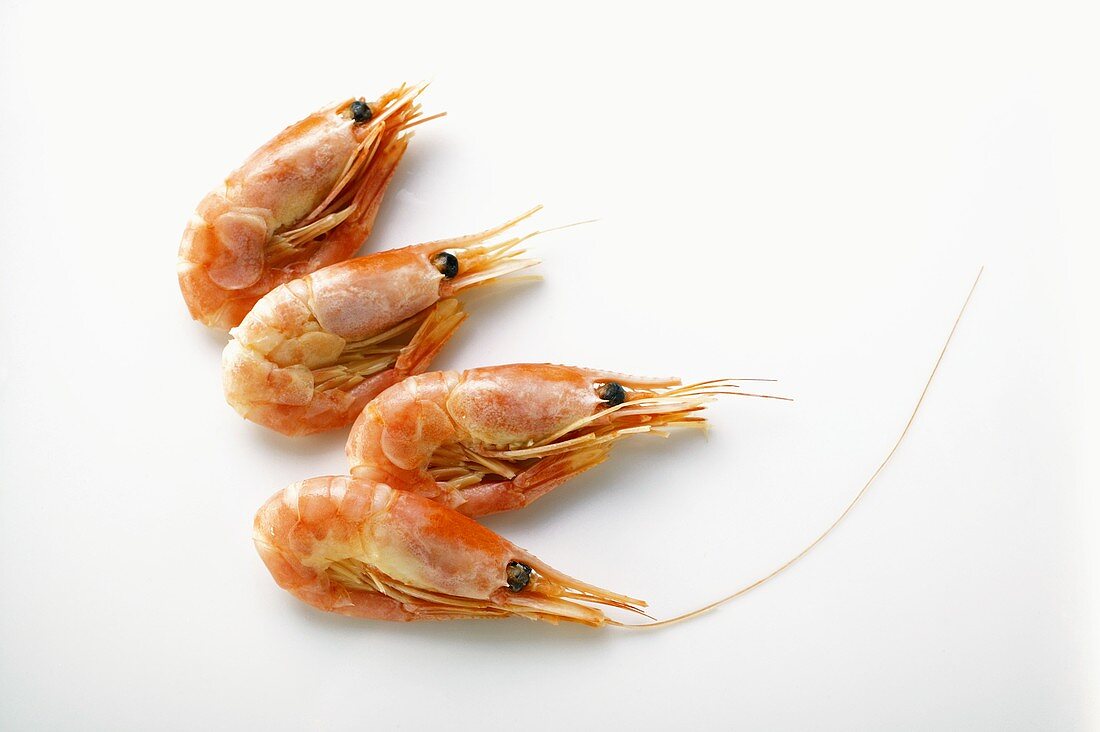 A few shrimps