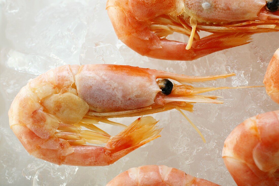 Shrimps on crushed ice (close-up)