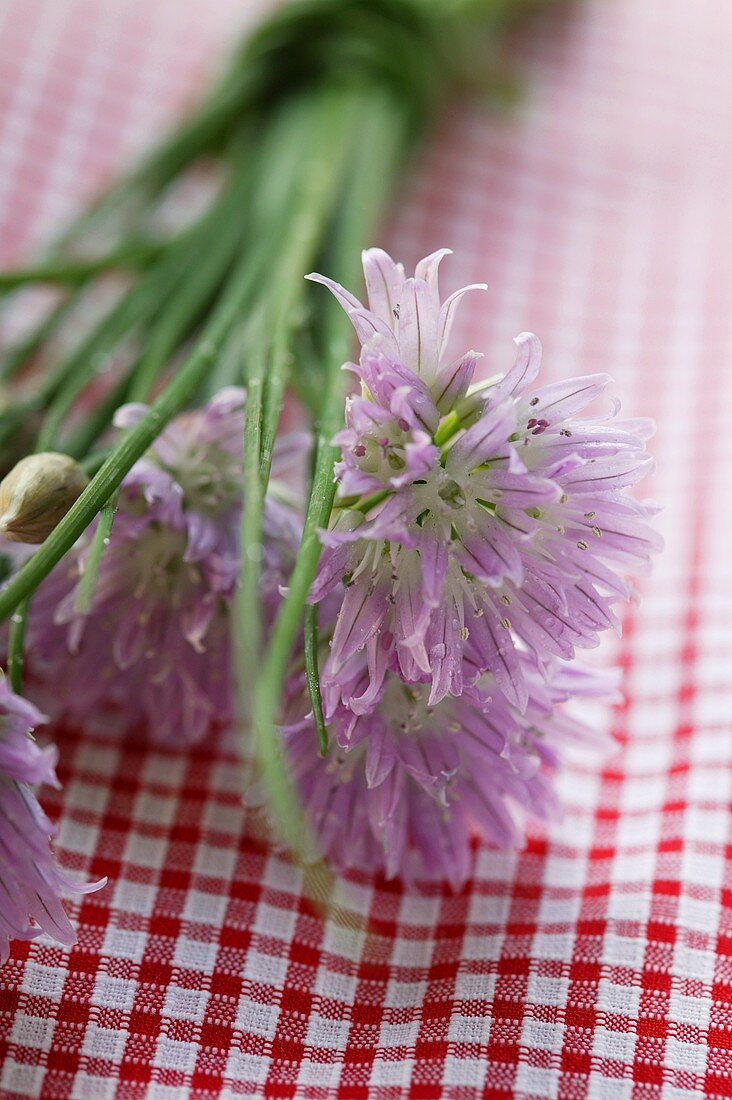 Frischer Schnittlauch mit Blüten