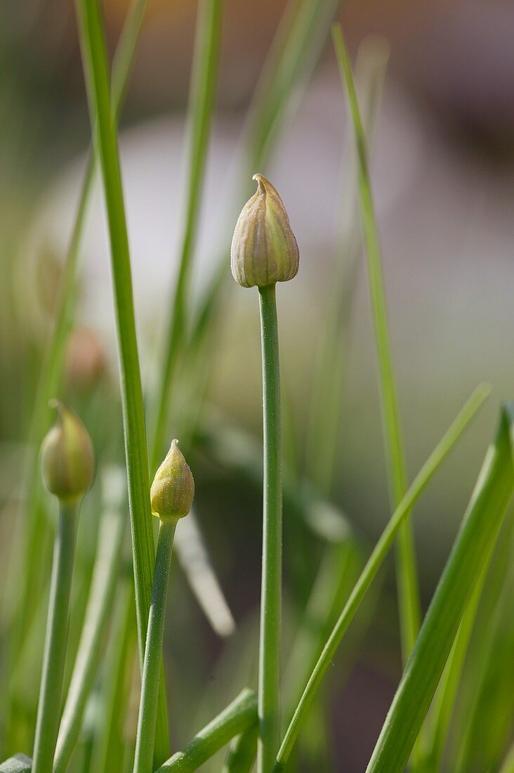 Fresh chives