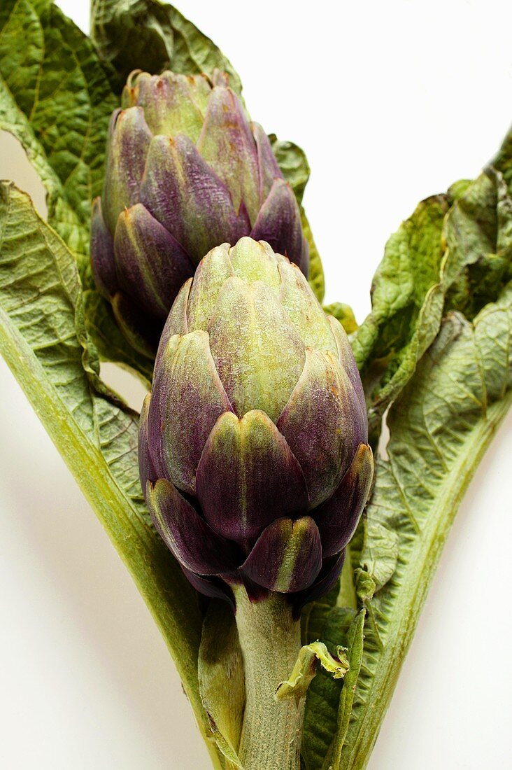 Artichokes with leaves