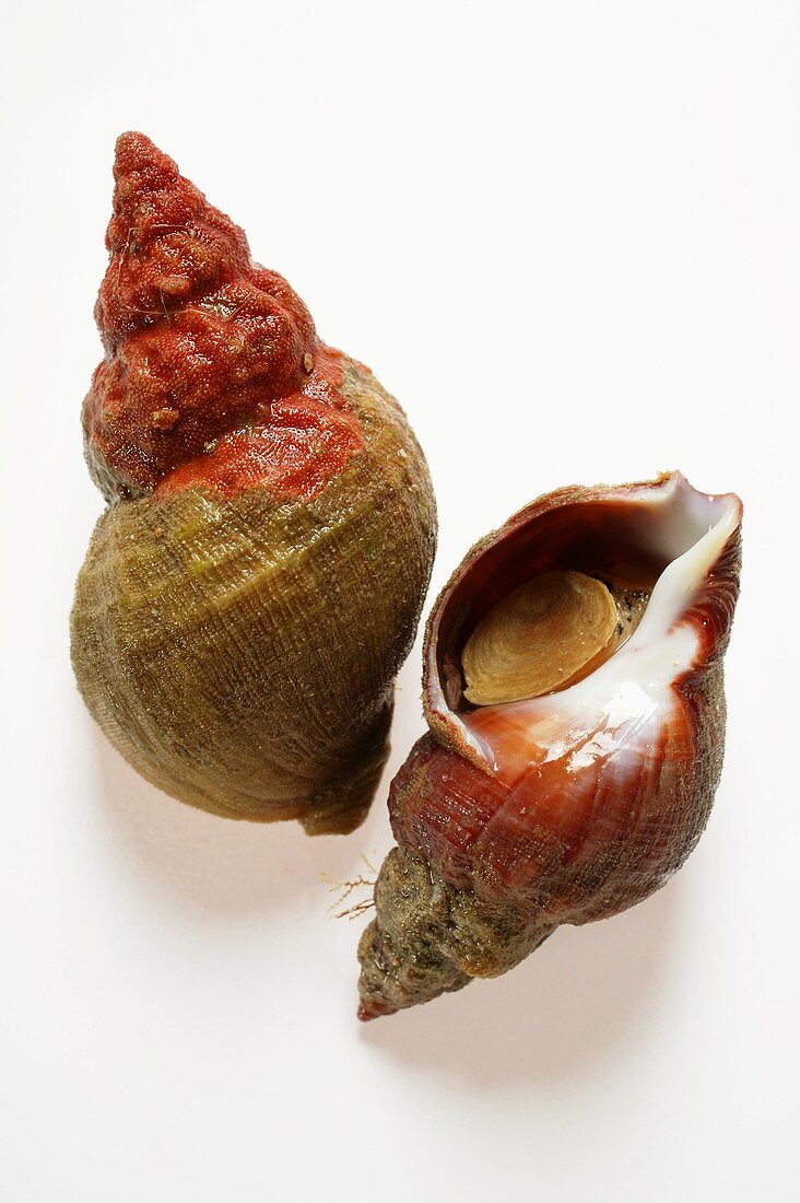 Fresh sea snails