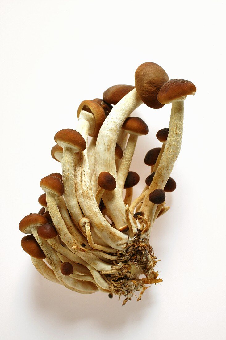 Frische Pappelpilze (Enokitake-Pilze)