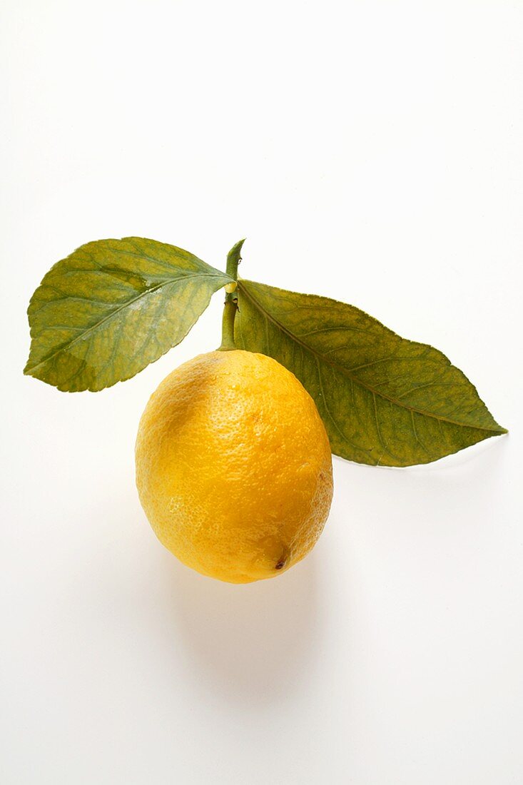 Frische Zitrone mit Stiel und Blättern