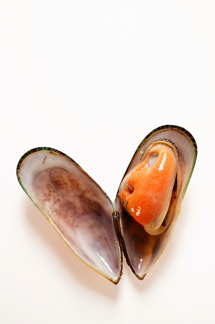 New Zealand mussel (opened)