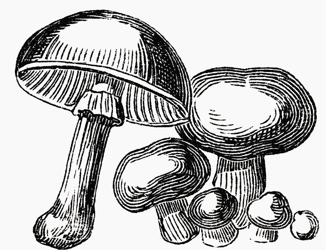 Champignons (Illustration)