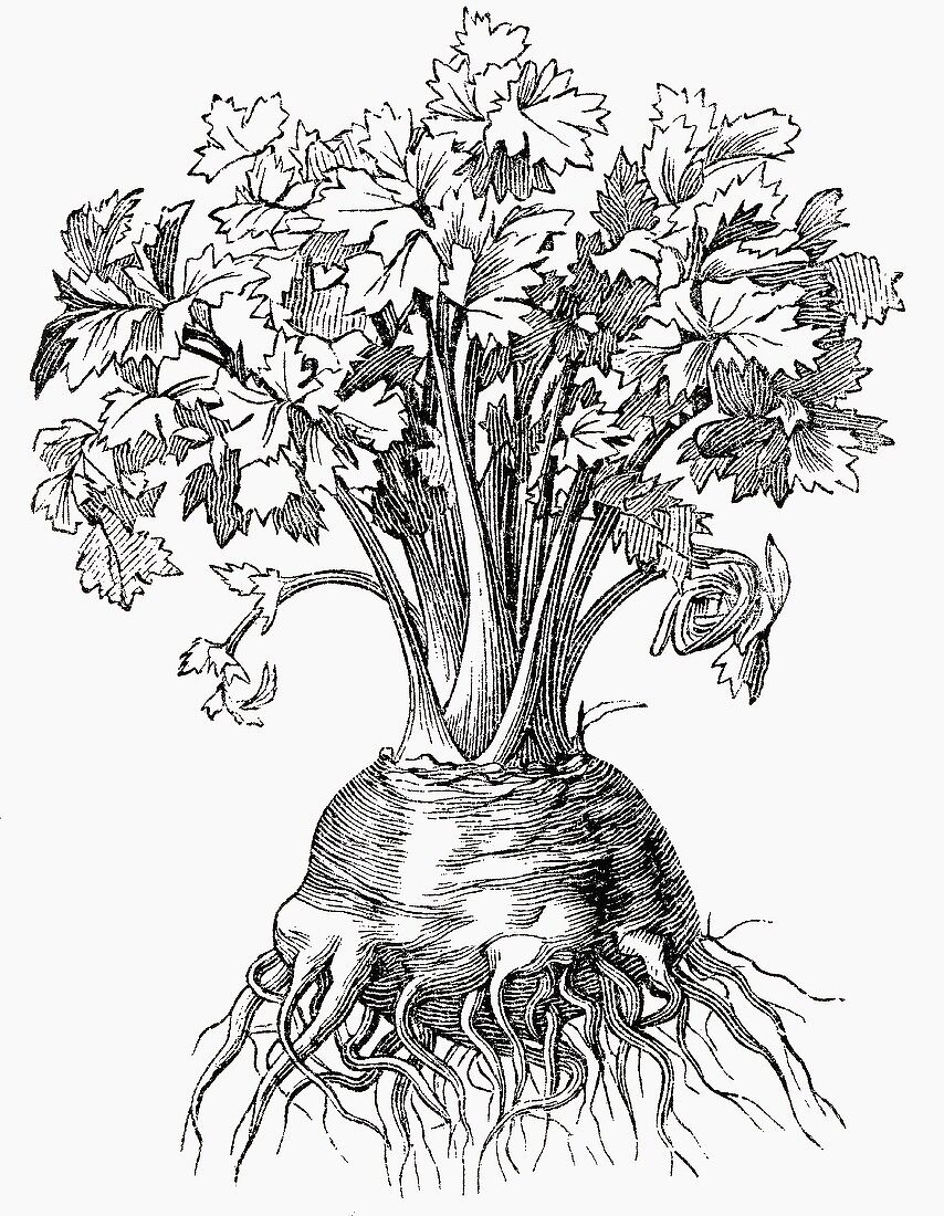 Celeriac (Illustration)