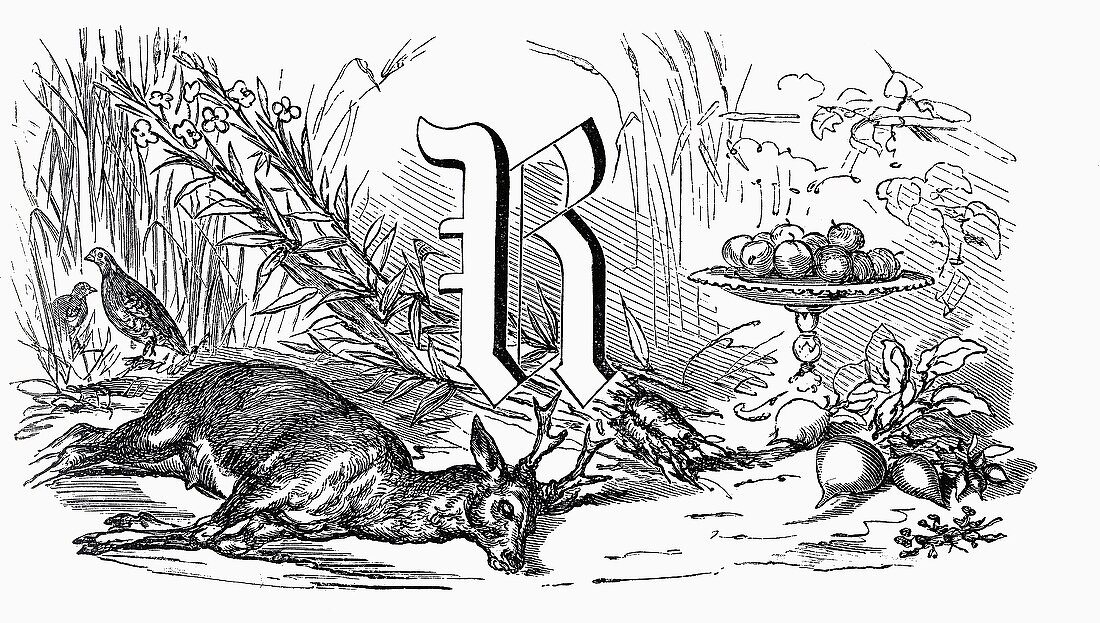 Stillleben mit Buchstaben R, Reh und Rüben (Illustration)