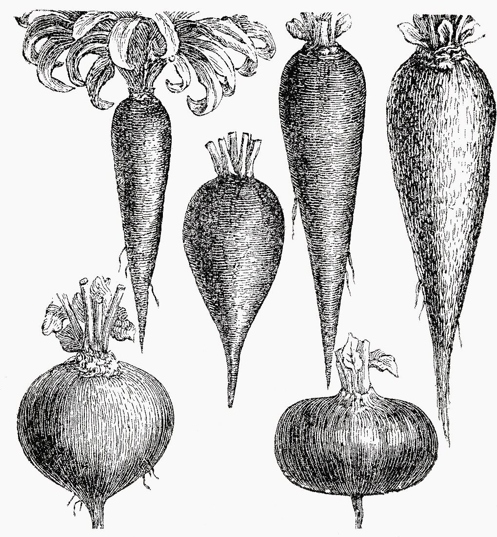 Various root vegetables (Illustration)