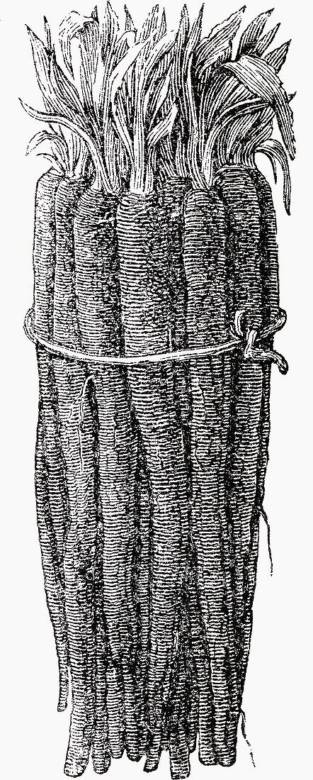 A bundle of scorzonera (Illustration)