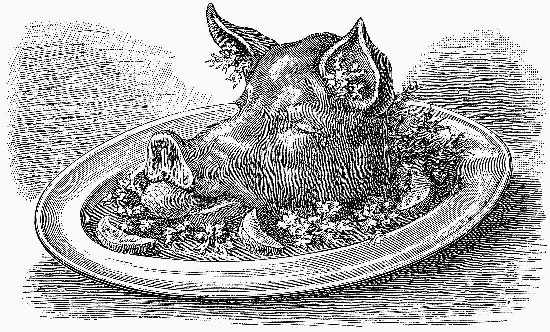 Pig's head (Illustration)
