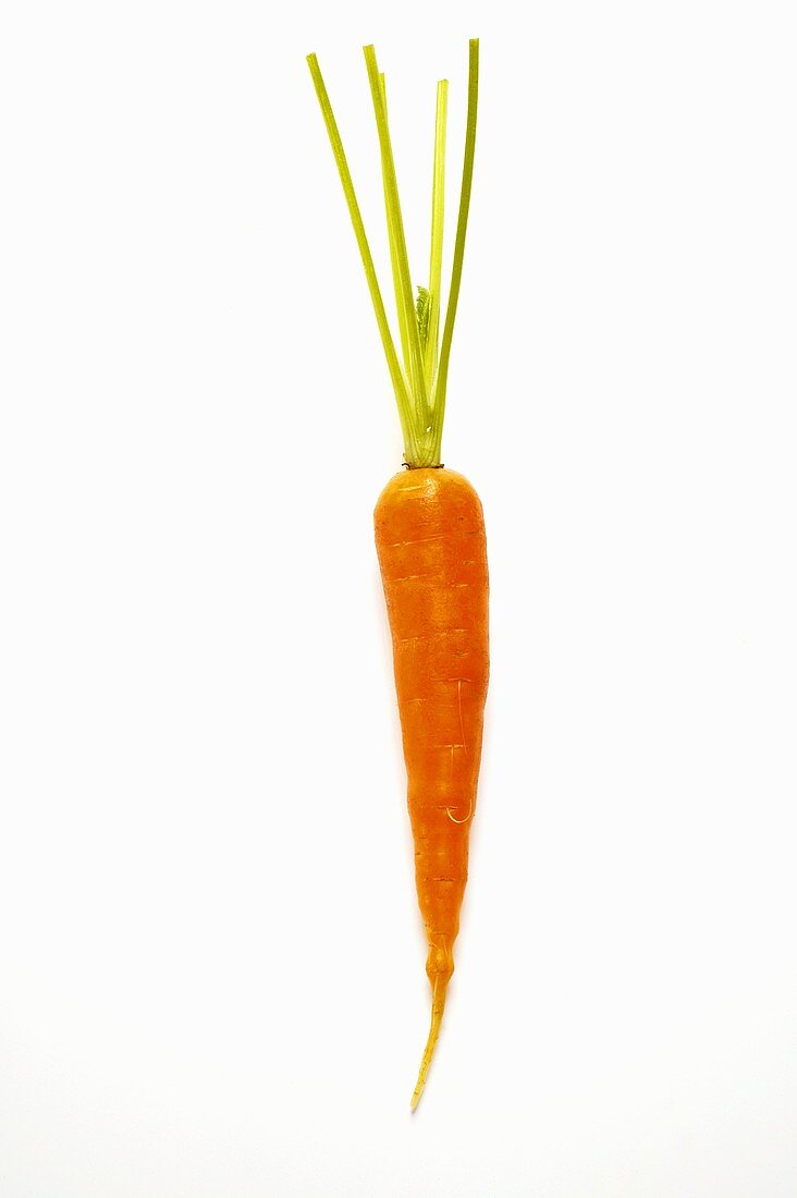 Fresh carrot