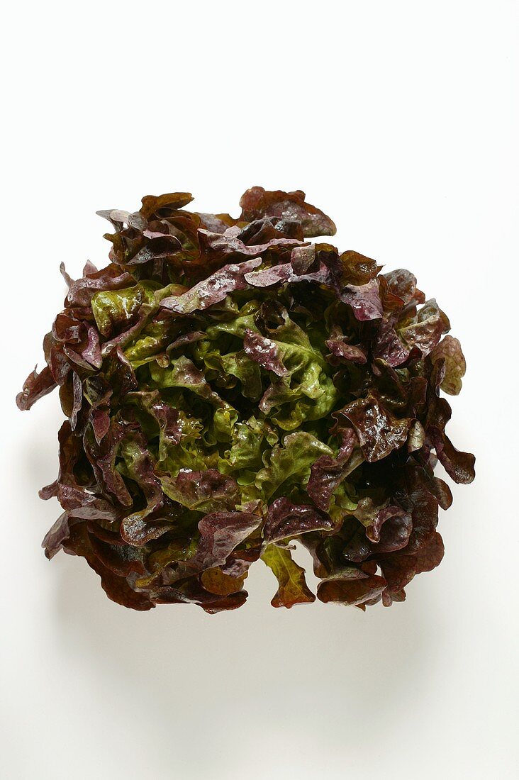 Red lettuce