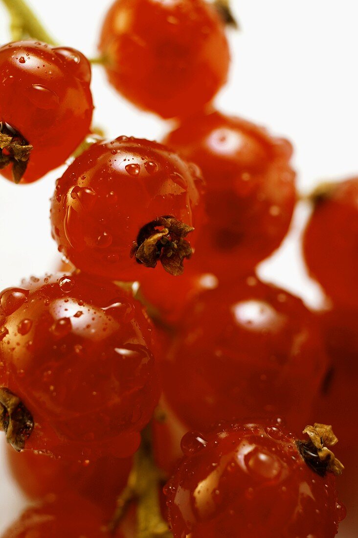 Redcurrants with drops of water (detail)