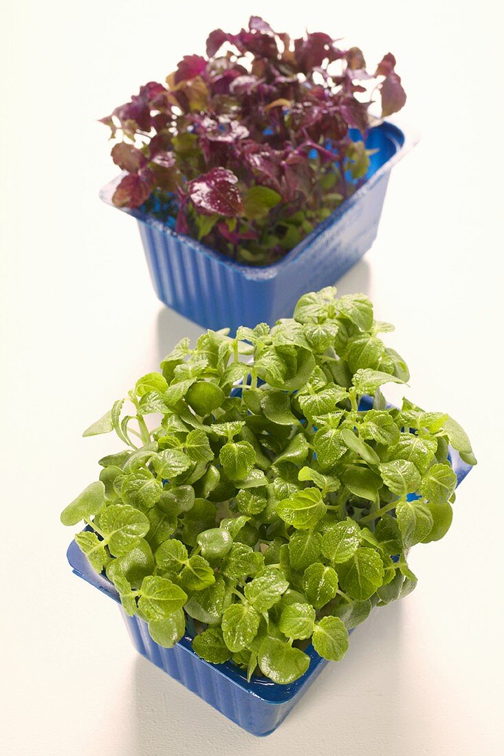 Green and red daikon cress in plastic punnets