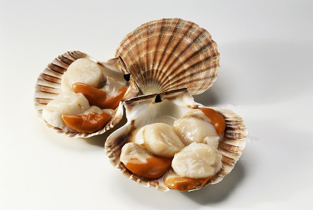Fresh scallops in their shells – License image – 925312 ❘ Image Professionals