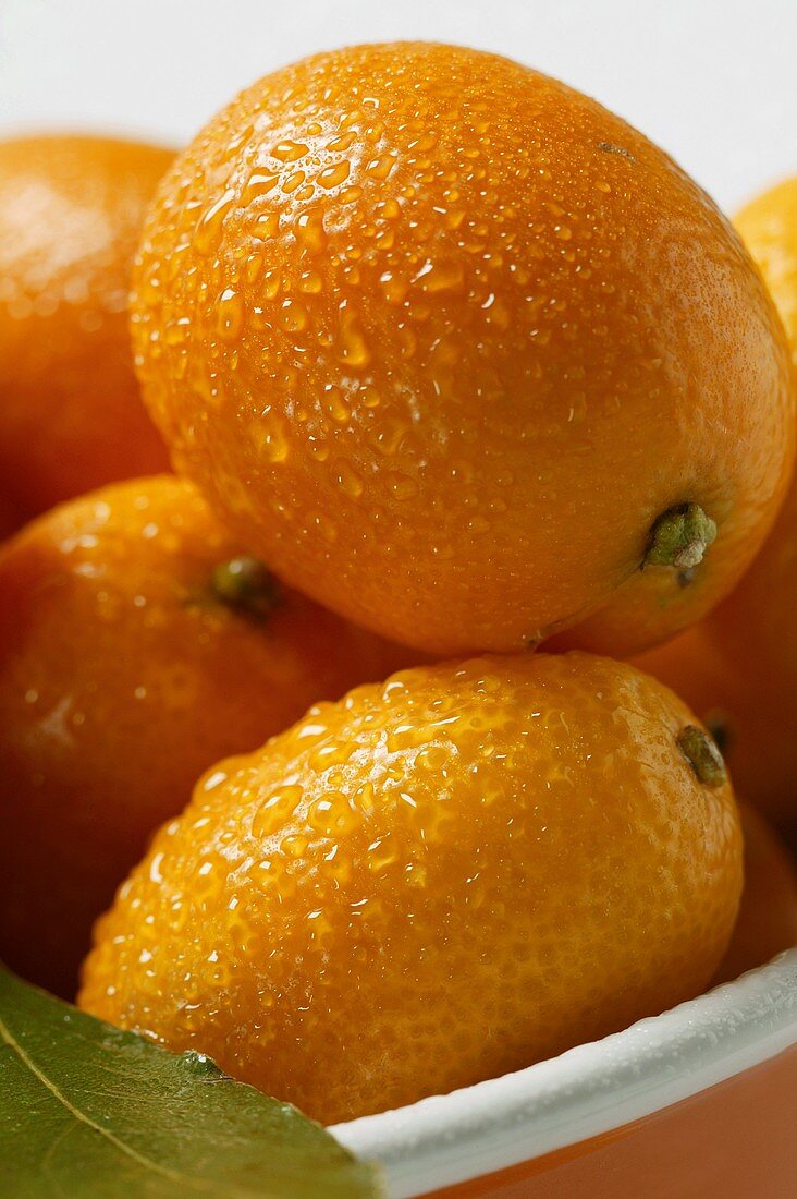 Kumquats with drops of water