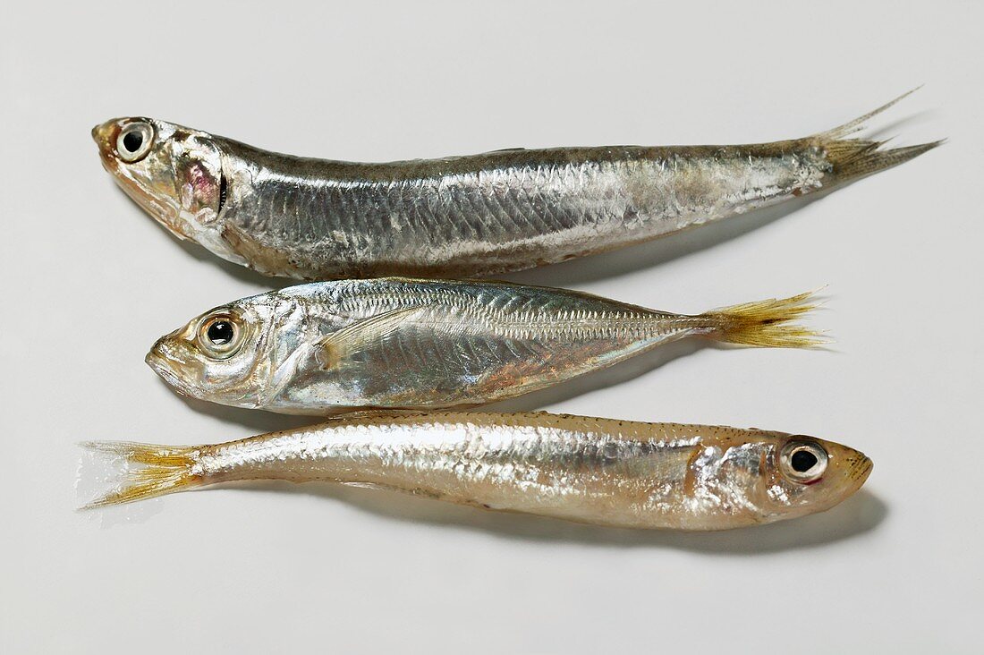 Small sandsmelts and anchovy