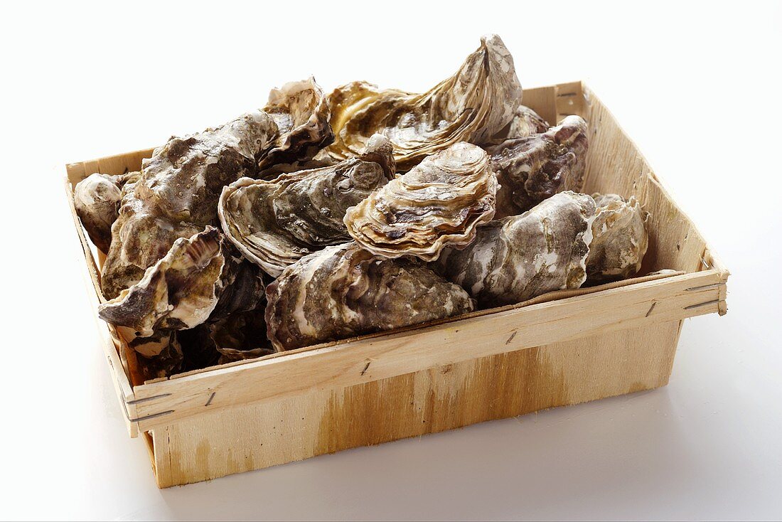 Oysters in a crate