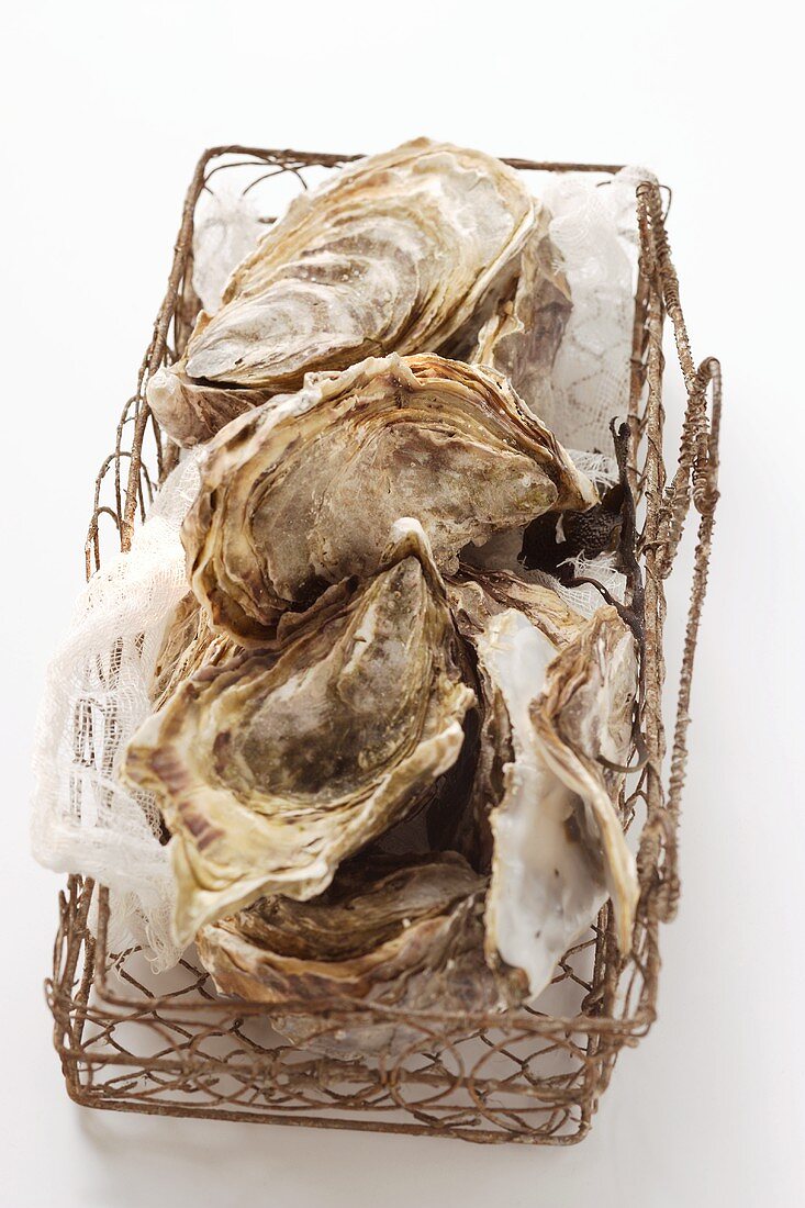 Oysters in basket